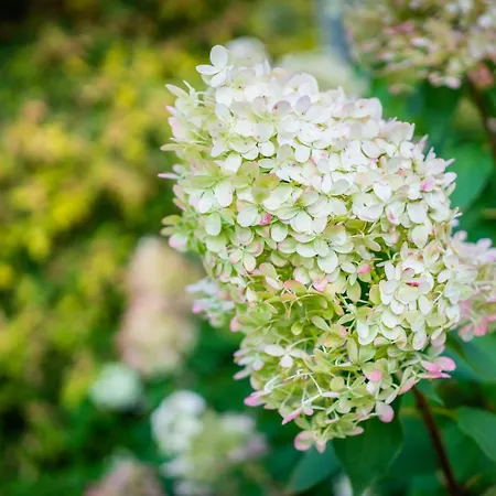 Videviku Appartement *