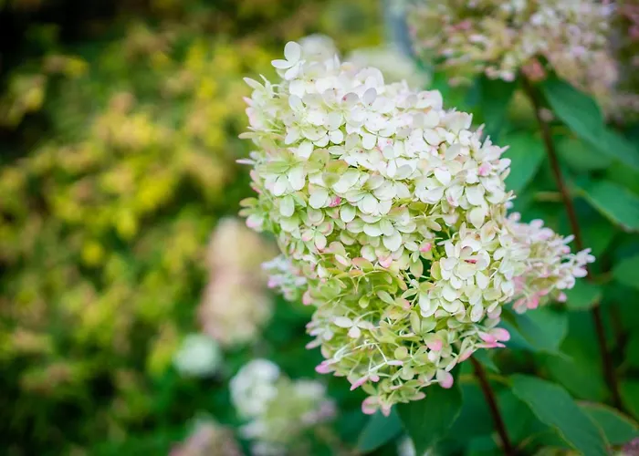 Videviku Lejlighed *