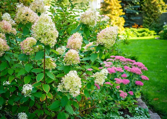 ヴィデヴィク *